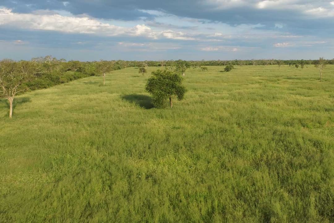 Managed tropical pasture in the Gran Chaco