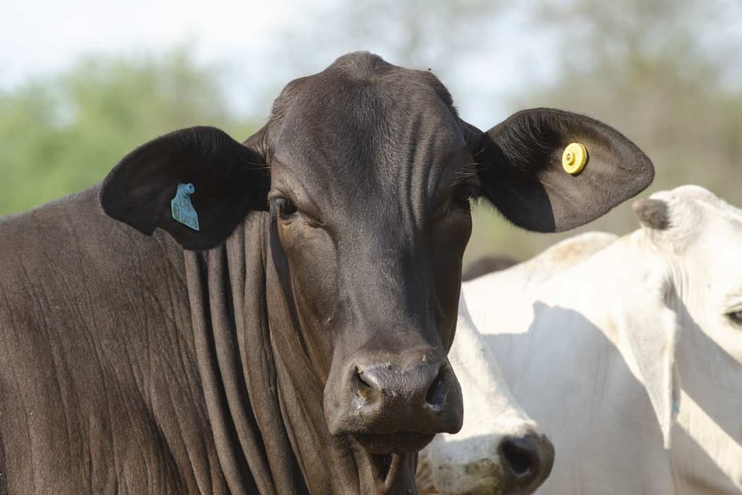 Brangus cow adapted to the Paraguayan Chaco