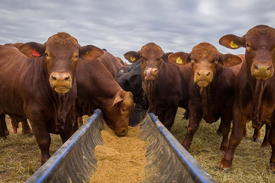 Brangus cattle grazing on La Huella pasture