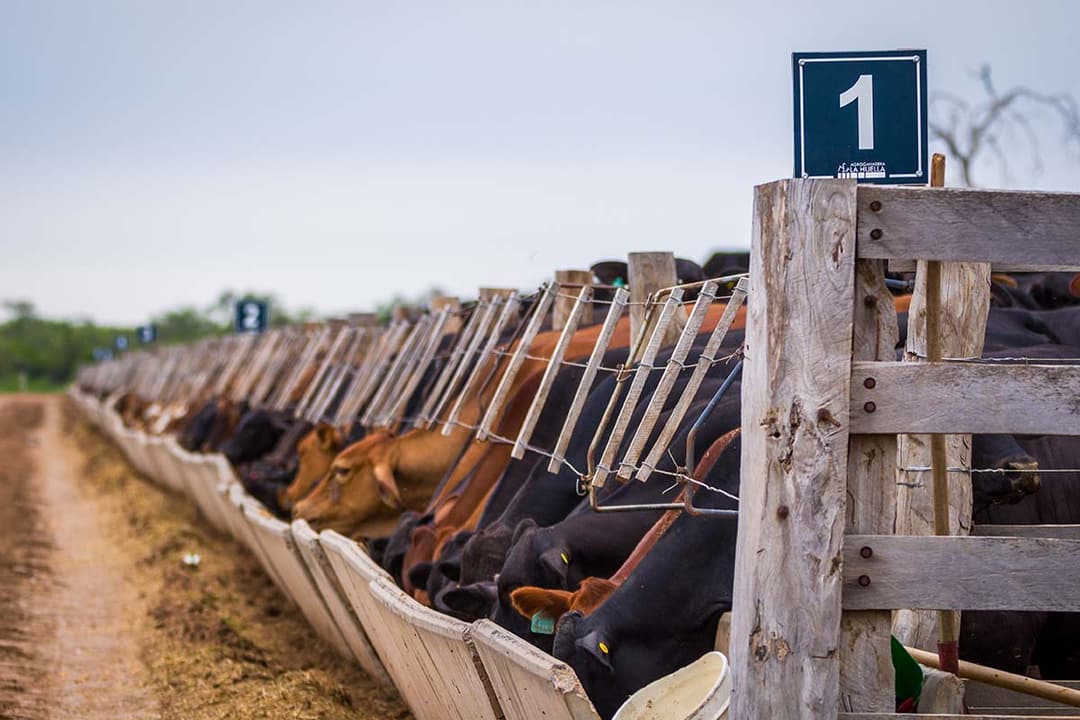 La Huella cattle herd moving through open pasture