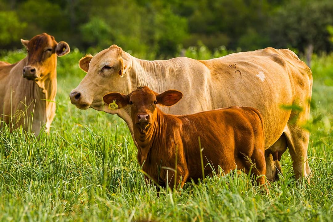 Cattle grazing on tropical grasses at La Huella