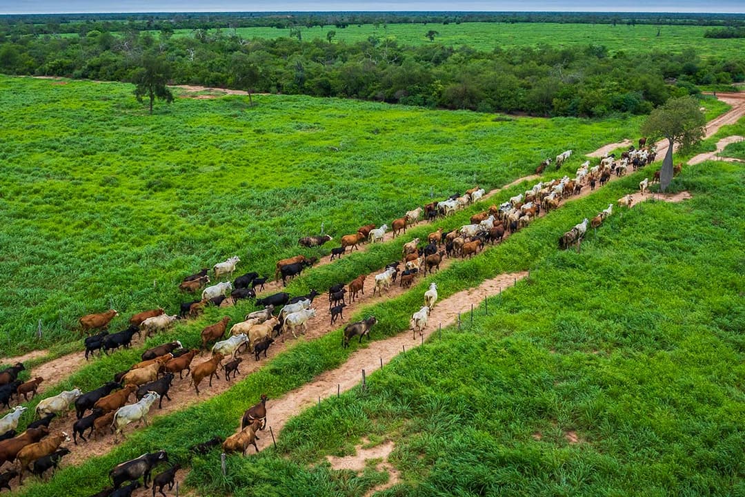 Close view of cattle selected for Chaco conditions