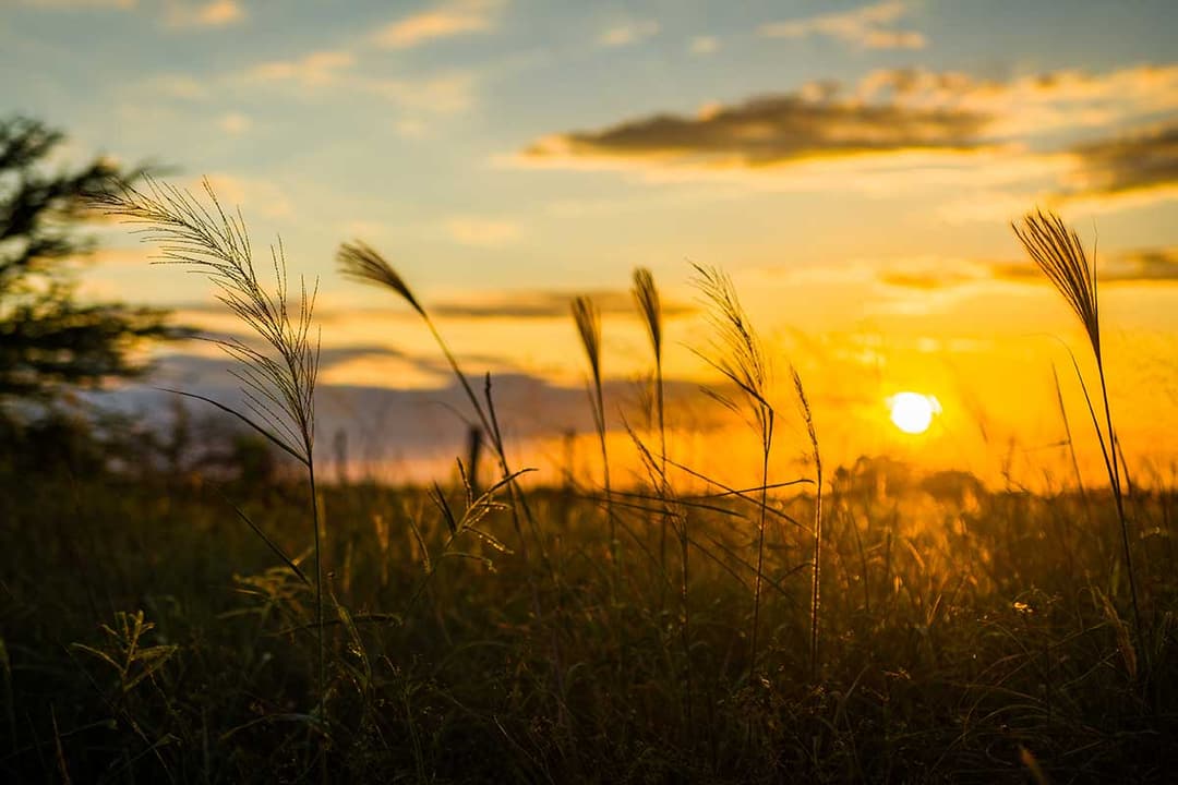 Cattle pastures at La Huella during sunset in the Paraguayan Chaco