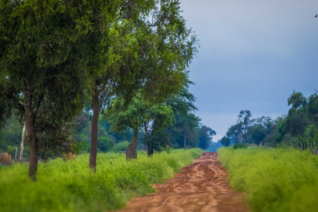 Green path through the La Huella pastures